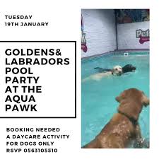 Thank you kim & gretchen. Petsville Dubai Home Facebook