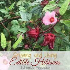 Maybe you would like to learn more about one of these? Growing And Using Edible Hibiscus A Tasty Addition For Your Garden And Kitchen Schneiderpeeps