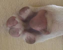 Because the area supports the dog's weight while walking, it undergoes constant neosporin works great to prevent infection, however, you don't want your dog to lick it off because it needs to. Why Does My Dog Have Swollen Feet And What Are Some Natural Cures Pethelpful
