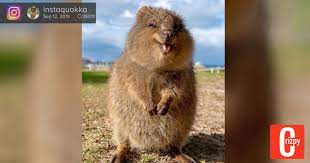 pin von martina auf kurioses in 2021 gluckliche tiere tiere niedlich