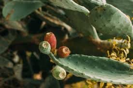 Prickly pear cactus are what most of the world thinks of when they hear cactus. How To Grow And Care For Spineless Prickly Pear Cactus Florgeous