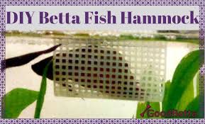 Diy Betta Fish Hammock Goodbetta My Bettas Love This Hammock It S Cheap And Easy To Make Too Check Out This Tutorial Everyt Betta Fish Betta Diy Fish Tank