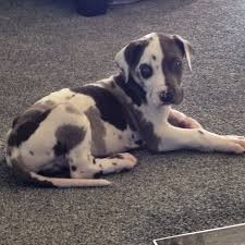 Bruno brought happiness to our family. Blue Harlequin Great Dane Puppy 7 Weeks Old I Wish He Was Mine Imgur