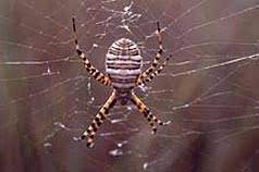 Purseweb spiders are large spiders with low. Spiders In The Home 5 512 Extension