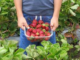 Erdbeeren selber pflücken in bochum & umgebung. Erdbeeren In Karlsruhe Selbst Pflucken Verkaufsstande Meinka