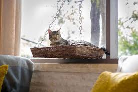 Cat solarium, cat window box, cat perch, cat window door, outdoor cat window perch, patio, plexiglas. Diy Window Seat Basket For Cat Hgtv