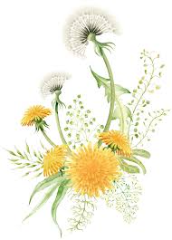 Pin On Herbal Use