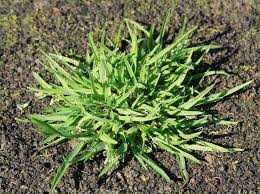 Check spelling or type a new query. Poa Annua Gardening Page