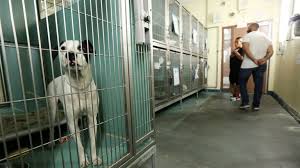 To connect with animal care centers of nyc (acc), join facebook today. Nyc Animal Shelters To Give Incoming Dogs Anti Anxiety Medication Amnewyork