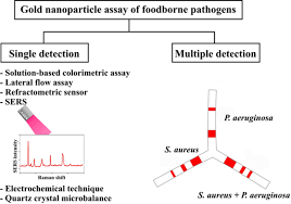 Single And Multiple Detections Of Foodborne Pathogens By