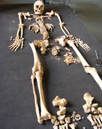 I love stuff like this! A Photo Of A Fully Articulated Skeleton Laid Out On A Table Museum Store Ancient Brighton Museum