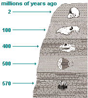 Fossil record anatomical record molecular record artificial selection. Early Theories Of Evolution Evidence Of Evolution