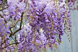 Che cosa avete mangiato o bevuto prima dell'attacco. I 10 Fiori Che Preannunciano L Arrivo Della Primavera