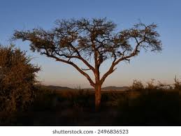 Image result for Glossostelma spathulatum