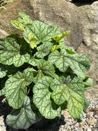 Image result for heuchera americana