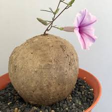 Image result for Ipomoea bolusiana