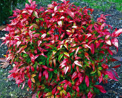 'fire power' (or 'firepower') is a dwarf form that typically grows to only 2' tall and as wide. Nandina Fire Power Live Plants Plants Shrubs