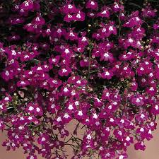 Image result for Lobelia erinus