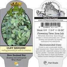 Image result for Bussea xylocarpa