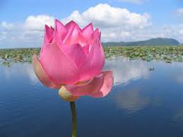 Lotus Lotus Flower Lotus Root Blossoming Lotus Lotus Meaning Lotus Symbol Lotus Garden Pink Lotus Pink Lotus Water Lilies Art Lotus Flower Symbolism Lotus Art