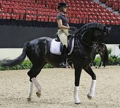 Helen langehanenberg on annabelle was named reserve to travel with the team to tokyo for the oly Valegro Feels Great Ready To Defend World Cup Title Charlotte Dujardin Dressage Horses Beautiful Horses Horses