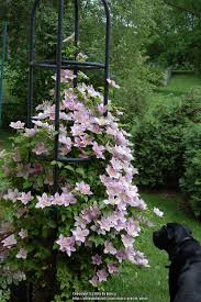 Photo Of The Entire Plant Of Clematis Clematis Piilu Posted By Nben All Things Plants Clematis Plants Clematis Plants