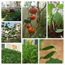 On Starting An Organic Terrace Garden Terrace Garden Tomato Garden Garden