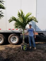 As for state taxes, new. Christmas Palms Palm Trees For Sale Palm Trees Palm