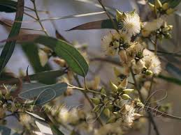 Image result for Eucalyptus tereticornis