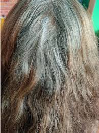 If you are feeling annoyed with grey hair, you can easily cover them using a natural remedy i.e., black mehendi. Too Much Gray Hair How To Make The Color Of Henna Powder To Look Good Inews