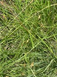 Image result for Abildgaardia ovata