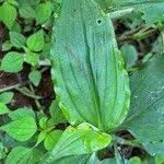 Image result for Aneilema aequinoctiale