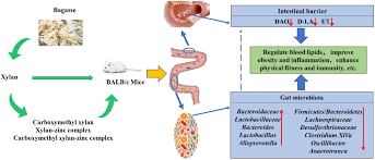 Image result for Bacteroidaceae