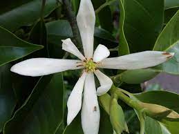 We did not find results for: Magnolia X Alba White Champaca World Of Flowering Plants