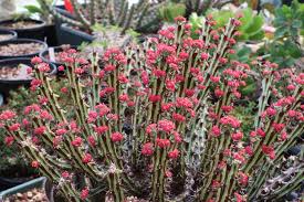 Image result for Euphorbia unicornis