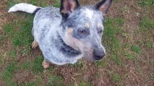 Axel 1 Year Old Blue Heeler Jumping Mouthing Pulling Youtube