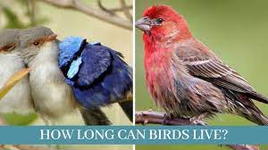 How Birds Live How Long Can Birds Live How Long Do Birds Live In The Wild Youtube