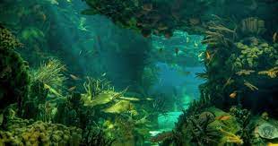 Atas nikmat yang telah kita terima. 31 Wallpaper Pemandangan Dalam Laut Ikan Pemandangan Samudra Laut Dasar Laut Bawah Air Download Gambar P Pemandangan Wallpaper Laut Gambar Latar Belakang