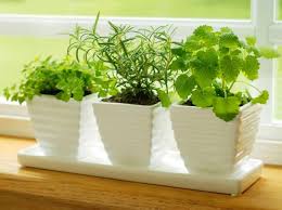 Maybe you would like to learn more about one of these? How To Get Started With Your Own Indoor Garden Urban Leaf Website