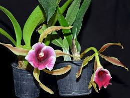 Image result for Trichilia capitata