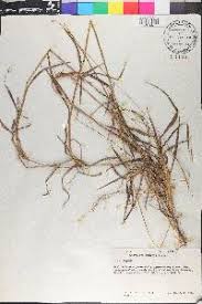 Image result for Digitaria eriantha