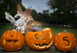 Check spelling or type a new query. Who Doesn T Want To See A Knowsley Safari Park Giraffe Eating A Pumpkin On Halloween The Guide Liverpool