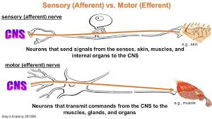 Afferent Nerve Fiber Wikipedia Efferent And Afferent Neurons Turrets Disease On Emaze Efferent And Afferent Neurons Physiology Anatomy And Physiology Neurons