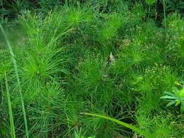 Image result for Cyperus prolifer