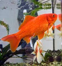 Freshwater Frenzy Which Freshwater Aquarium Fish Live Longest