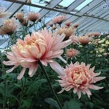 Pin On Garden Stuff