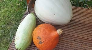 Kurbissorten Uberblick In 2020 Wilde Mohren Unkraut Im Garten Kurbis