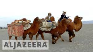 Though we know for sure that camels didn't developed humps for the sake of human comfort, people. Mongolia Races To Preserve Two Humped Camels Youtube