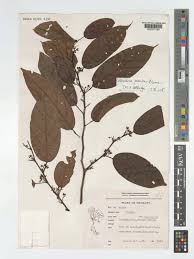 Image result for Strombosia scheffleri