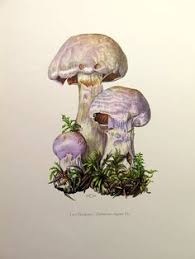We did not find results for: 30 Poisonous Mushrooms Ideas Poisonous Mushrooms Stuffed Mushrooms Fungi